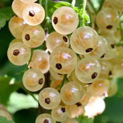 Смородина белая ВИКСНЕ БЕЛАЯ в Фаниполе