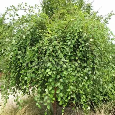 Береза САММЕР КАСКАД черная в Фаниполе