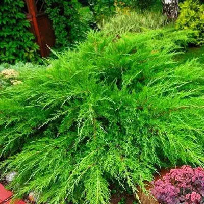 Можжевельник МИНТ ДЖУЛЕП средний в Фаниполе