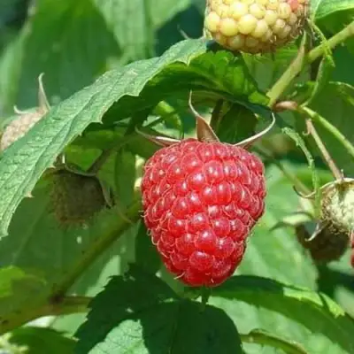 Малина КВЕЛЛИ в Фаниполе