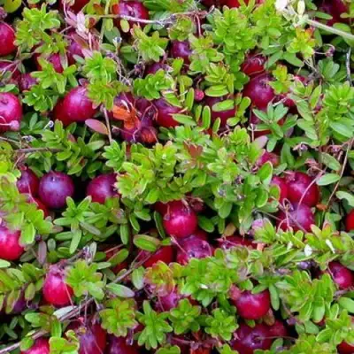 Клюква ПИЛИГРИМ в Фаниполе