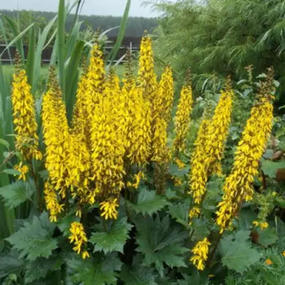 Бузульник ПРЖЕВАЛЬСКОГО в Фаниполе