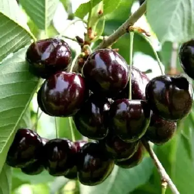 Дюк НОЧКА в Фаниполе