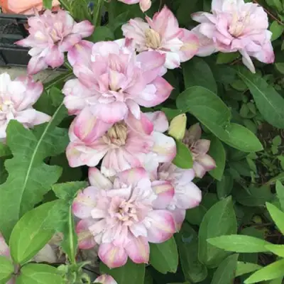 Клематис ИННОСЕНТ БЛАШ в Фаниполе