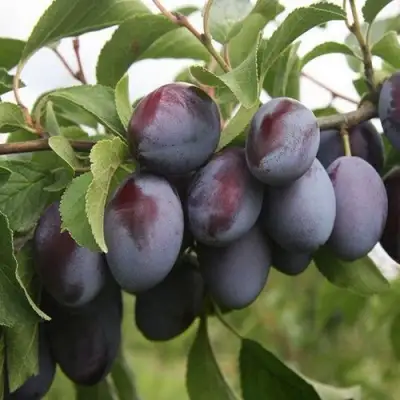 Слива РЕНКЛОД в Фаниполе