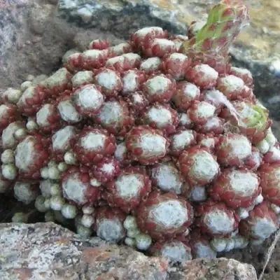 Молодило ГНАФАЛИУМ в Фаниполе