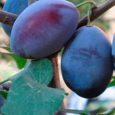 Слива СМОЛИНКА в Фаниполе