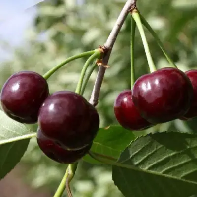 Вишня ЖАДАНА в Фаниполе