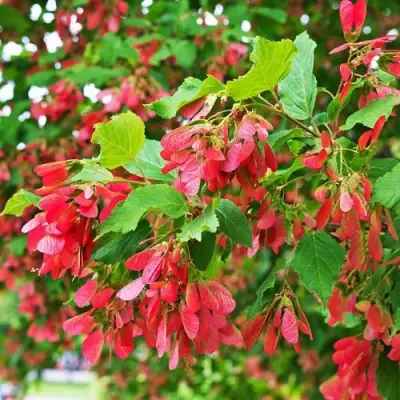 Клен татарский в Фаниполе