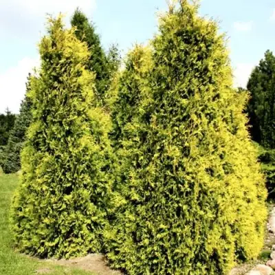 Туя САЛЛАНД западная в Фаниполе
