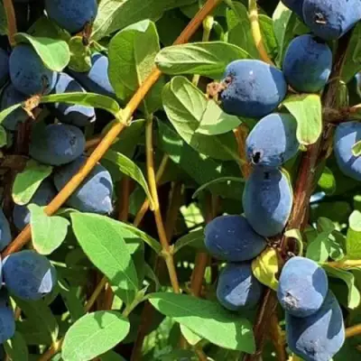 Жимолость съедобная КЛУБНИЧНАЯ СЕНСАЦИЯ в Фаниполе