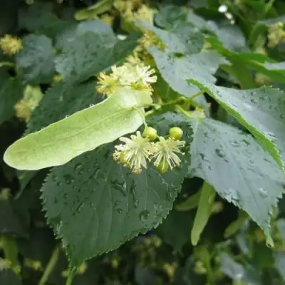 Липа мелколистная в Фаниполе