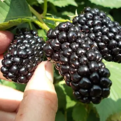 Ежевика НАТЧЕЗ бесшипная  в Фаниполе