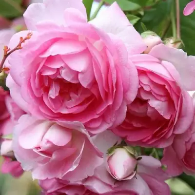 саженцы розы Жасмина