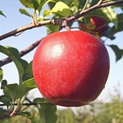 Яблоня ЛИГОЛ в Фаниполе