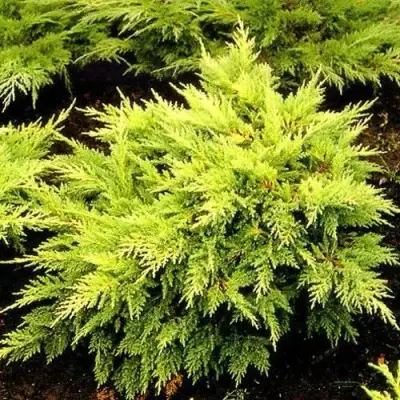 Можжевельник МОРДИГАН ГОЛД средний в Фаниполе