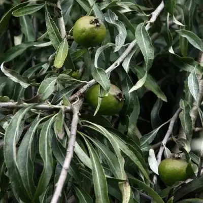 Груша ИВОЛИСТНАЯ в Фаниполе