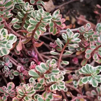 Очиток (седум) ТРИКОЛОР ложный в Фаниполе