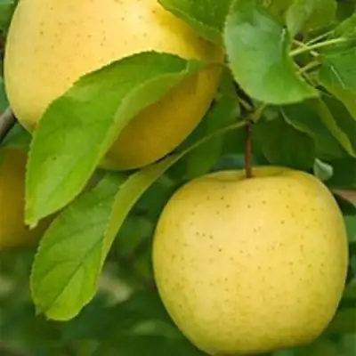 Яблоня АНАНАС в Фаниполе