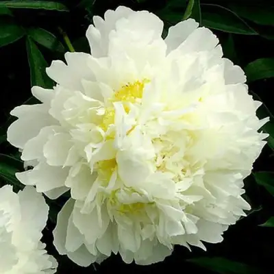 Пион ЗОЛОТОЙ ОРЕОЛ травянистый в Фаниполе