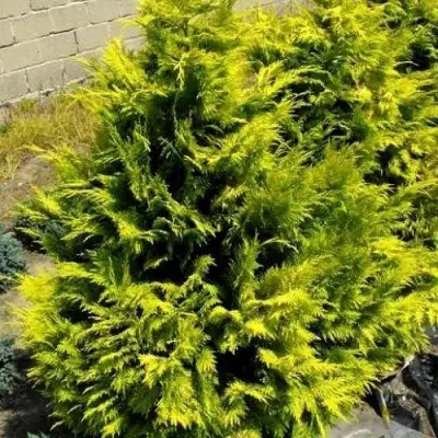 Кипарисовик ГОЛДЕН ВОНДЕР лавсона в Фаниполе