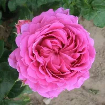 Роза АНУШКА чайно-гибридная в Фаниполе