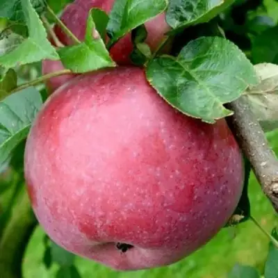 Яблоня ЕСЕНИЯ колонновидная в Фаниполе