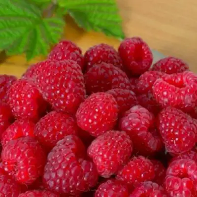 Малина ремонтантная Джоан Джи