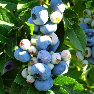 Голубика ВЕЙМУТ в Фаниполе