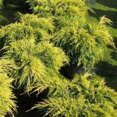 Можжевельник КИНГ ОФ СПРИНГ средний в Фаниполе