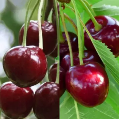 Комплект ВИШНЕВЫЙ ТАНДЕМ в Фаниполе