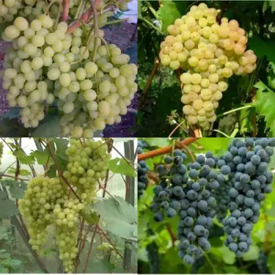 Комплект ВИНОГРАДНАЯ РАДУГА в Фаниполе