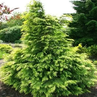 Кипарисовик САНКИСТ лавсона в Фаниполе