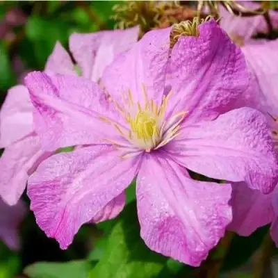 Клематис КОМТЕСС ДЕ БУШО в Фаниполе