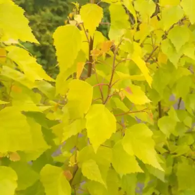 Берёза ГОЛДЕН ОБЕЛИСК повислая  в Фаниполе