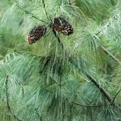 Сосна АРМАНДИ в Фаниполе