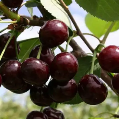 Дюк ИВАНОВНА в Фаниполе