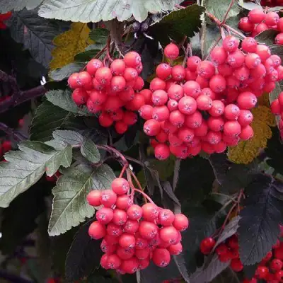 Рябина БОЯРЫШНИКОПЛОДНАЯ сладкоплодная в Фаниполе