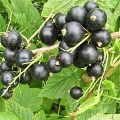 Смородина чёрная ЧЁРНЫЙ АИСТ в Фаниполе