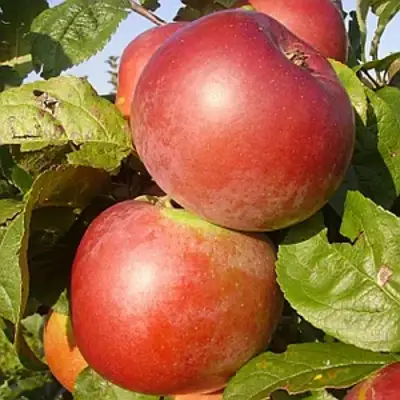 Яблоня АКСАМИТ в Фаниполе