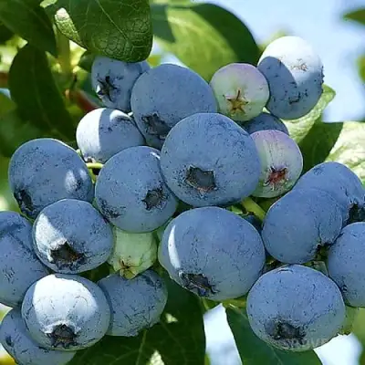 Голубика НУИ в Фаниполе