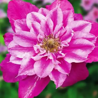 Клематис МАЙ ДАРЛИНГ  в Фаниполе