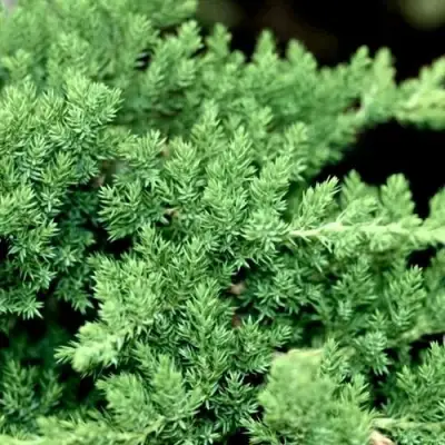 Можжевельник НАНА лежачий в Фаниполе