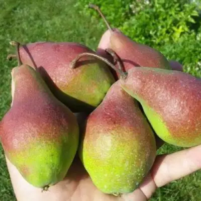 Груша ЯКОВЛЕВСКАЯ в Фаниполе