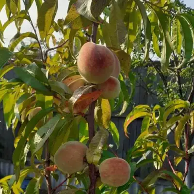 Персик ЕЛГАВСКИЙ в Фаниполе