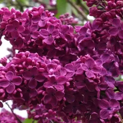 Сирень ЧАРЛЬЗ ДЖОЛИ в Фаниполе