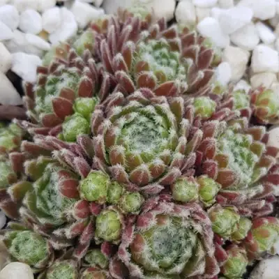 Молодило МОРКЕРС МЕРИТ в Фаниполе