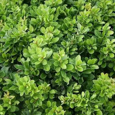 Барбарис КОБОЛЬД тунберга в Фаниполе