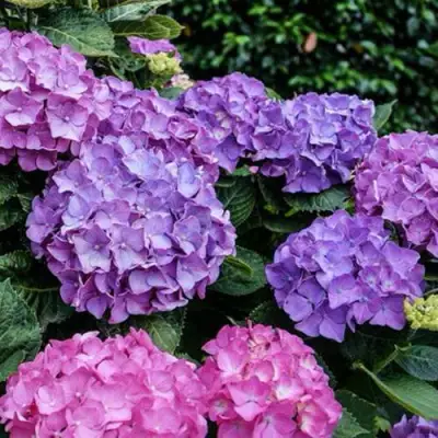 Гортензия ГАМБУРГ крупнолистная в Фаниполе
