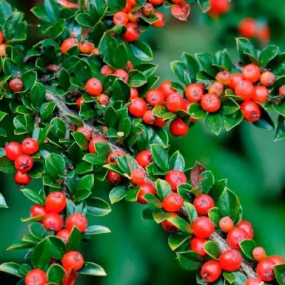 Кизильник горизонтальный в Фаниполе